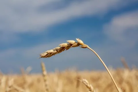 Ears of wheat Stock Photos