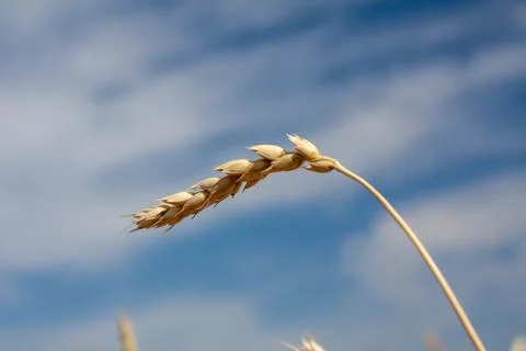 Ears of wheat Stock Photos