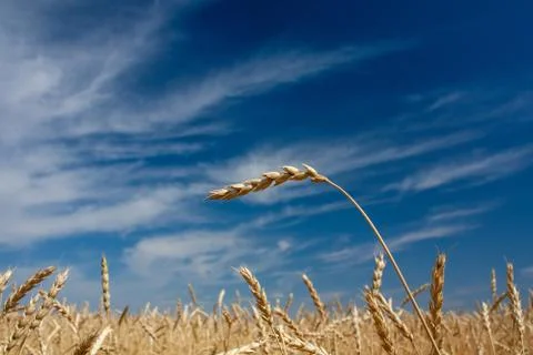 Ears of wheat Stock Photos