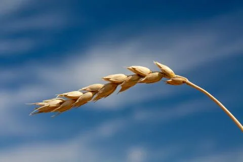 Ears of wheat Stock Photos