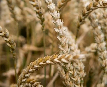 Ears of wheat Stock Photos