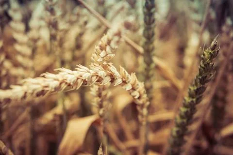 Ears of wheat Foto stock