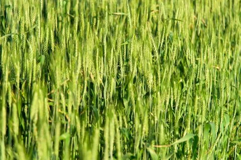 Ears of wheat Stock Photos