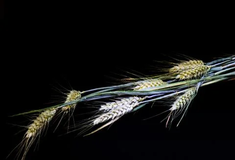 Ears of wheat 写真素材