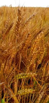 Ears of wheat Stock Photos