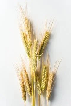 Ears of wheat 写真素材