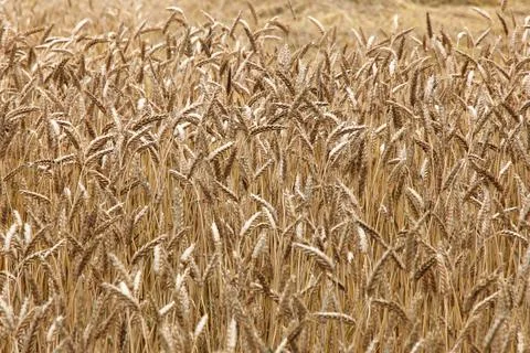 Ears of wheat Stock Photos