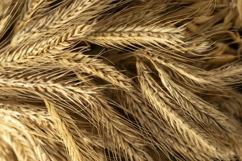 Ears of wheat Stock Photos