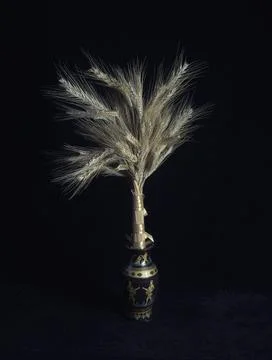 Ears of wheat Stock-Fotos