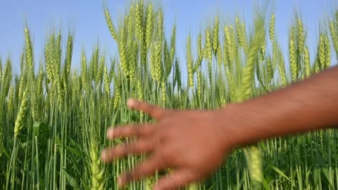 Ears of wheat plants. Stock Footage 267678514