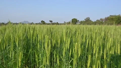 Ears of wheat plants. Stock Footage 272585378