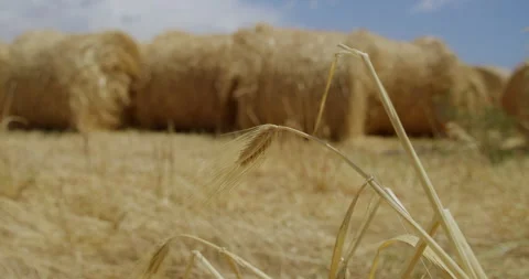 Ears of wheat on the post against the background of round hay stacks on a sunny Stock Footage 310957751