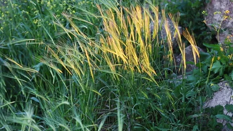Ears of wheat in the rays of the setting sun Stock Footage 98086067