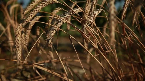 The ears of wheat in the rays of sunlight Stock Footage 74451010
