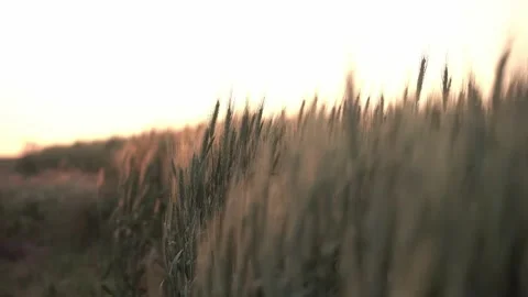 Ears of wheat in the rays of the sunset. Ukraine. Stock Footage 212471185