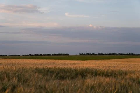Ears of wheat in the rays of the sunset. Ukraine. Stock Photos