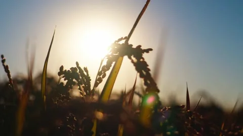 Ears of wheat in a rice field at sunset Stock Footage 235501560