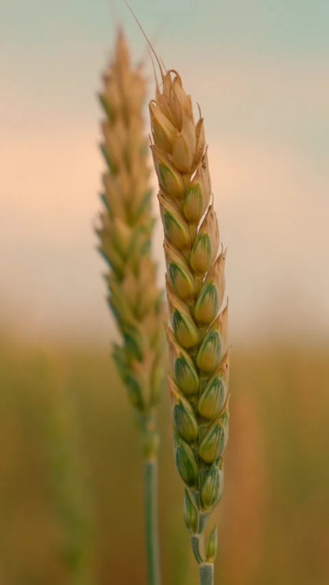 Ears of wheat ripen in field, close-up. Ears of grain closeup. Spikelets yellow Stock Footage 321650045
