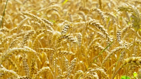 Ears of wheat ripen under the sun's rays and sink to the ground. Stock Footage 252832038