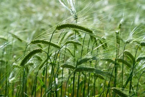 Ears of wheat in ripening. Stock Photos
