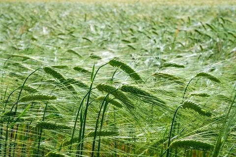 Ears of wheat in ripening. Stock Photos