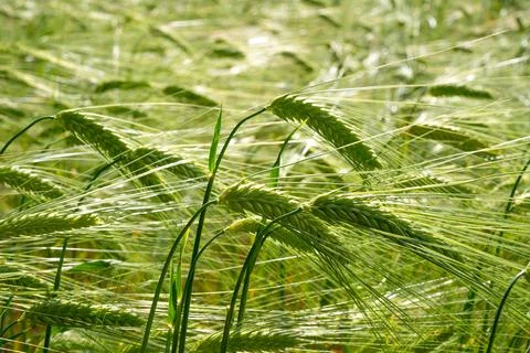 Ears of wheat in ripening. Stock Photos