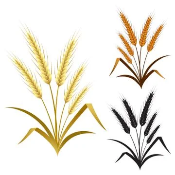 Ears of wheat rye or barley decorate element set Stock Illustration