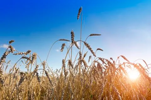 Ears of wheat on sky background Stock Photos