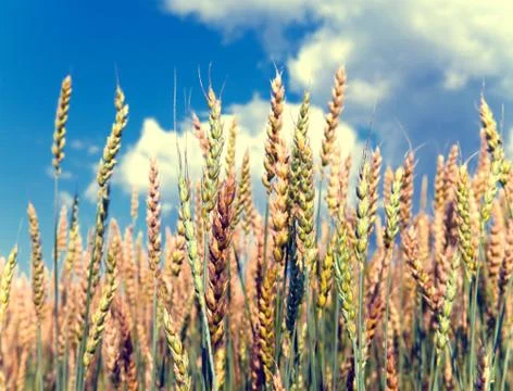 Ears of wheat on sky background,with a retro effect Stock Photos
