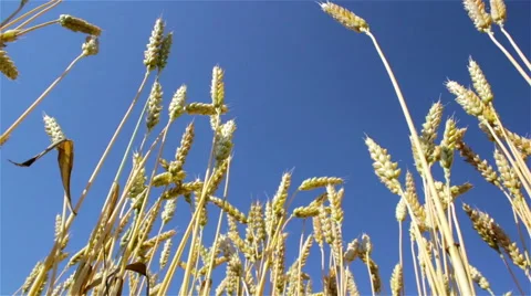 Ears of wheat on the sky Stock Footage 55652897