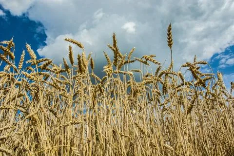 Ears of wheat on a sky Stock Photos