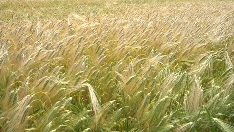 Ears of wheat. Slow motion Vídeo Stock 77254935