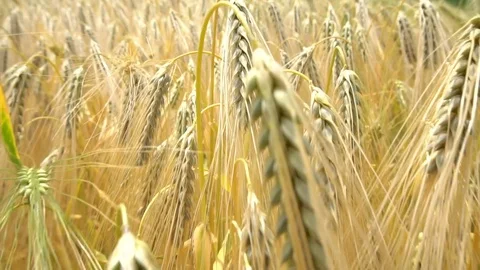 Ears of wheat. Slow motion Stock-Footage 77254980