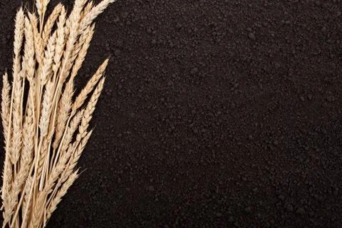 Ears of wheat on the soil Stock Photos
