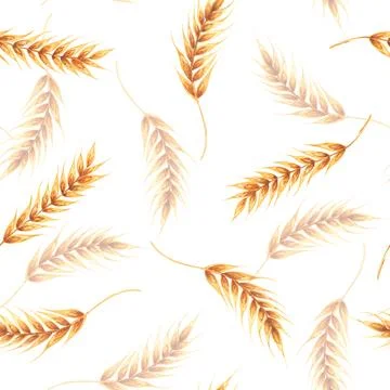 Ears wheat spikelets on a white background. Watercolor seamless pattern hand Stock Illustration