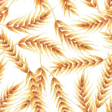 Ears wheat spikelets on a white background. Watercolor seamless pattern hand Stock Illustration