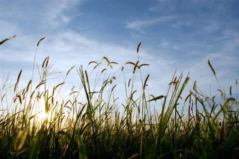 Ears of wheat stagger in the wind Stock Photos