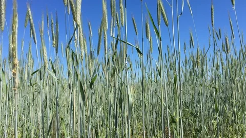 Ears of wheat on stalks. Video stock 109435051