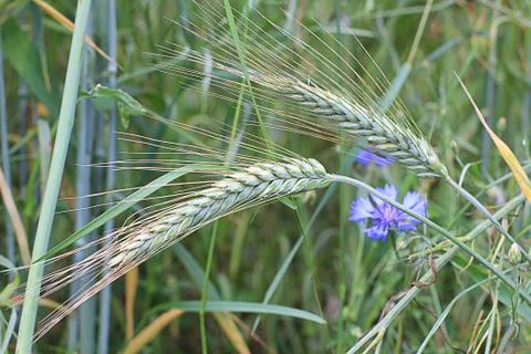 Ears of wheat in a summer field Stock Photos