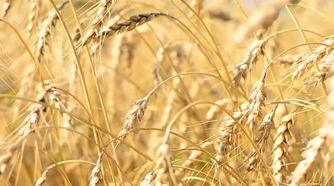 Ears of Wheat. Summer Harvest Background. Close view Видео 62373796