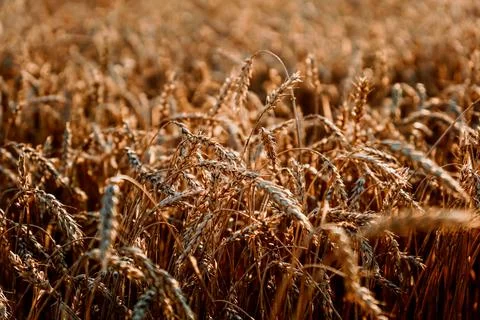 Ears of wheat. Summer wheat field. Natural natural background Stock Photos