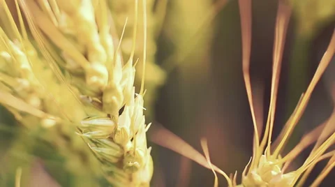Ears Of Wheat At Sunset 2 Stock Footage 51662167
