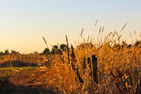 Ears of wheat. Sunset backlights. Stock Photos
