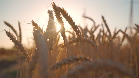 Ears of wheat at sunset close up Stock Footage 156775798