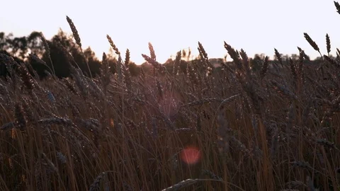 Ears of wheat at sunset. field with wheat harvest Stock Footage 116088133