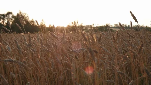 Ears of wheat at sunset. field with wheat harvest Stock Footage 116088858