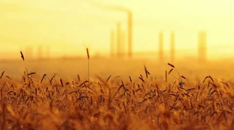 Ears of wheat at sunset Stock Footage 11236229