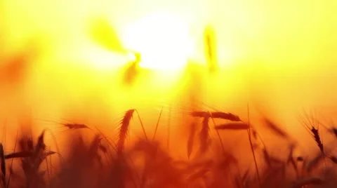 Ears of wheat at sunset Stock Footage 11285215
