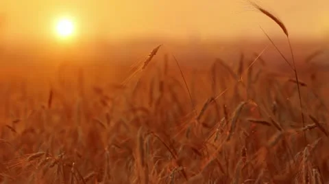 Ears of wheat at sunset Stock Footage 11881066
