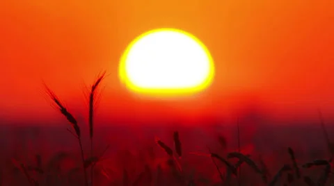 Ears of wheat at sunset Video stock 29457231
